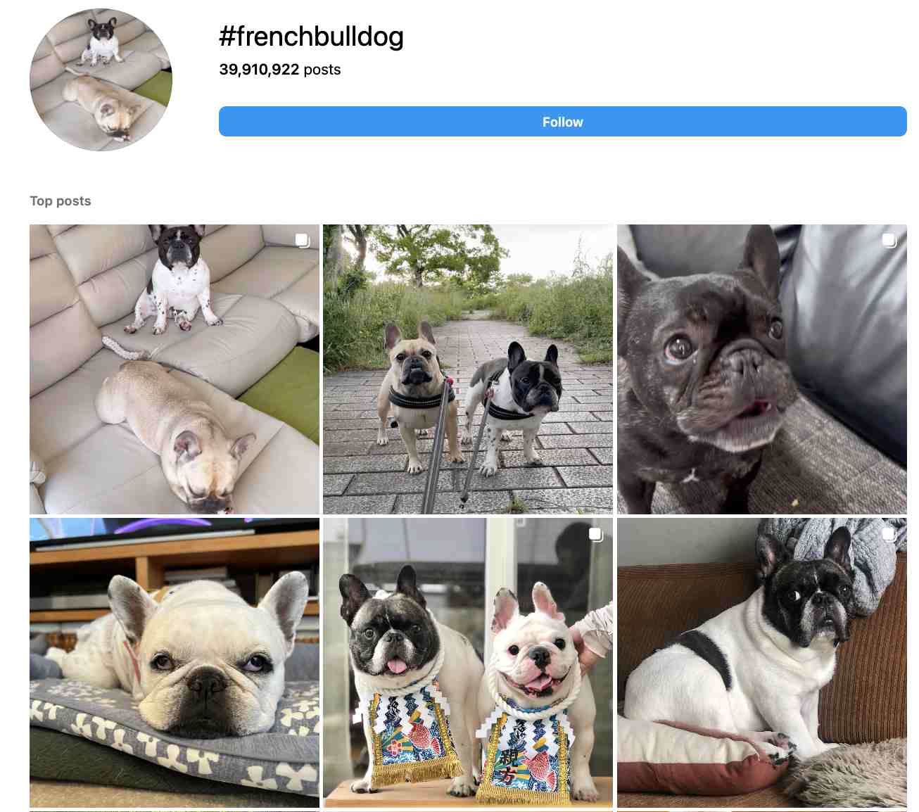 500+ MustUse Dog Hashtags to Boost Your Pup's Fame Arvin AI