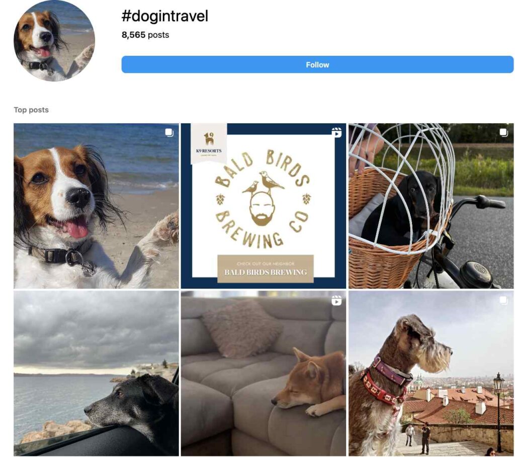 dog hashtags-dogintravel