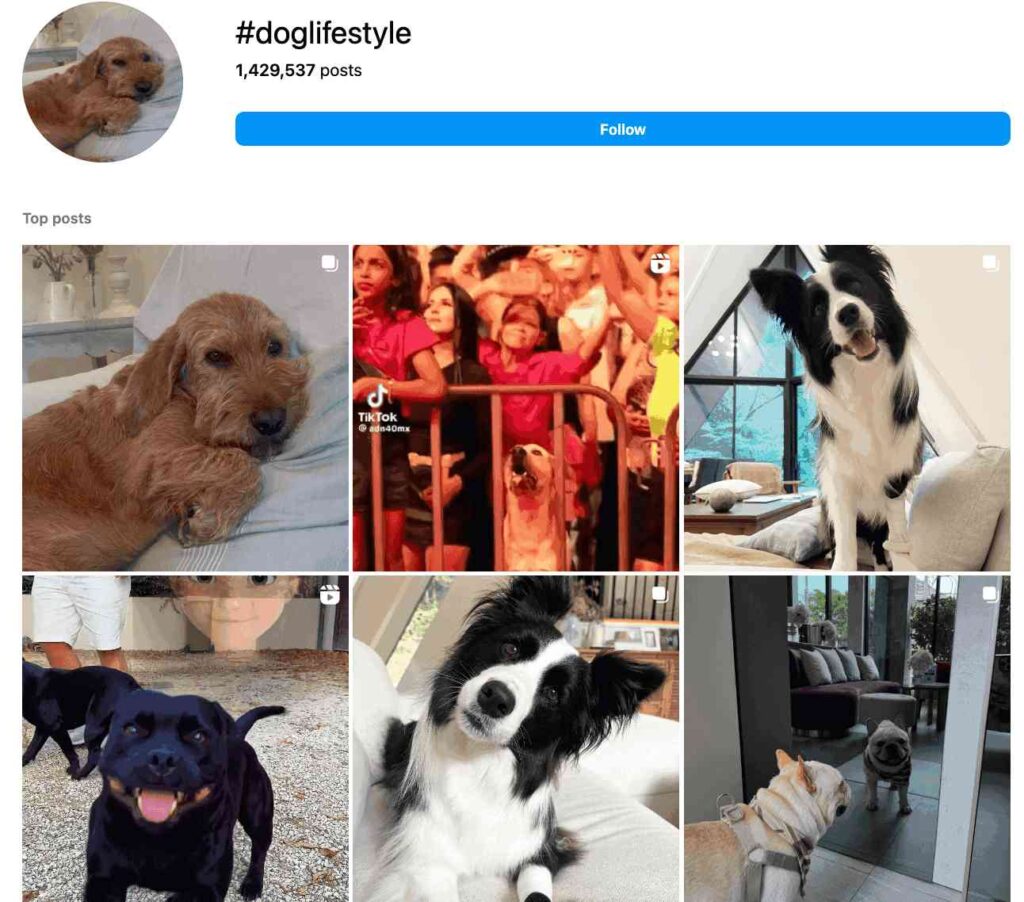 dog hashtags-doglife style