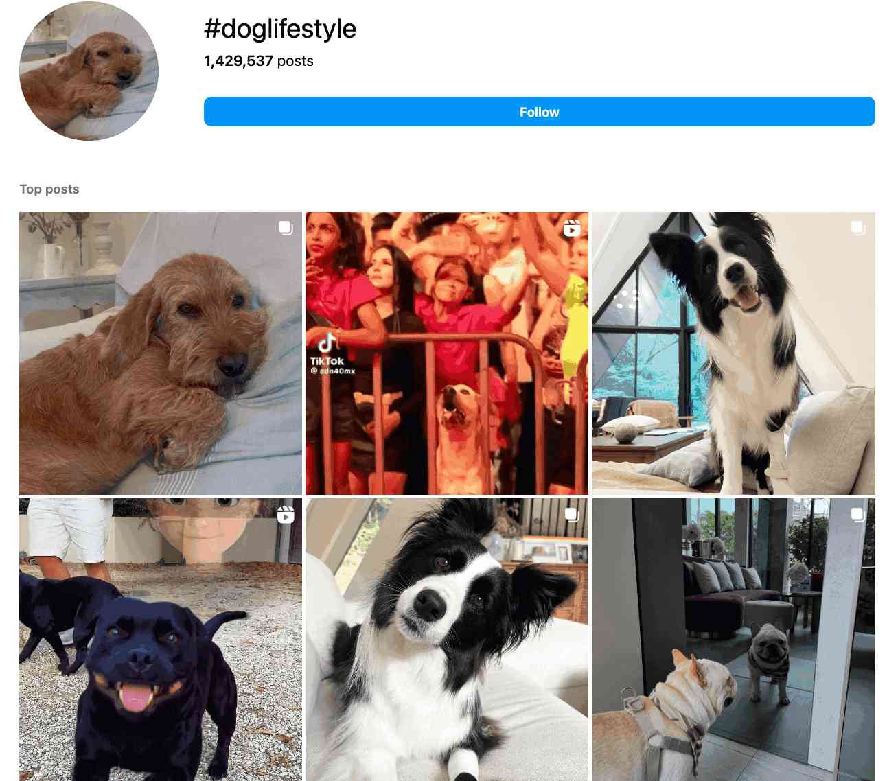 500+ MustUse Dog Hashtags to Boost Your Pup's Fame Arvin AI