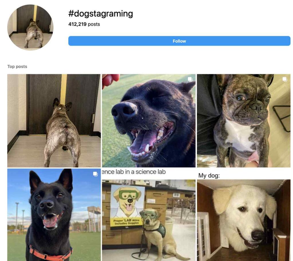 dogstagram