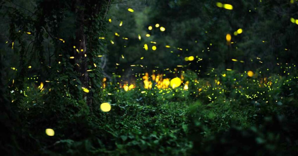 Shoot Fireflies at Night