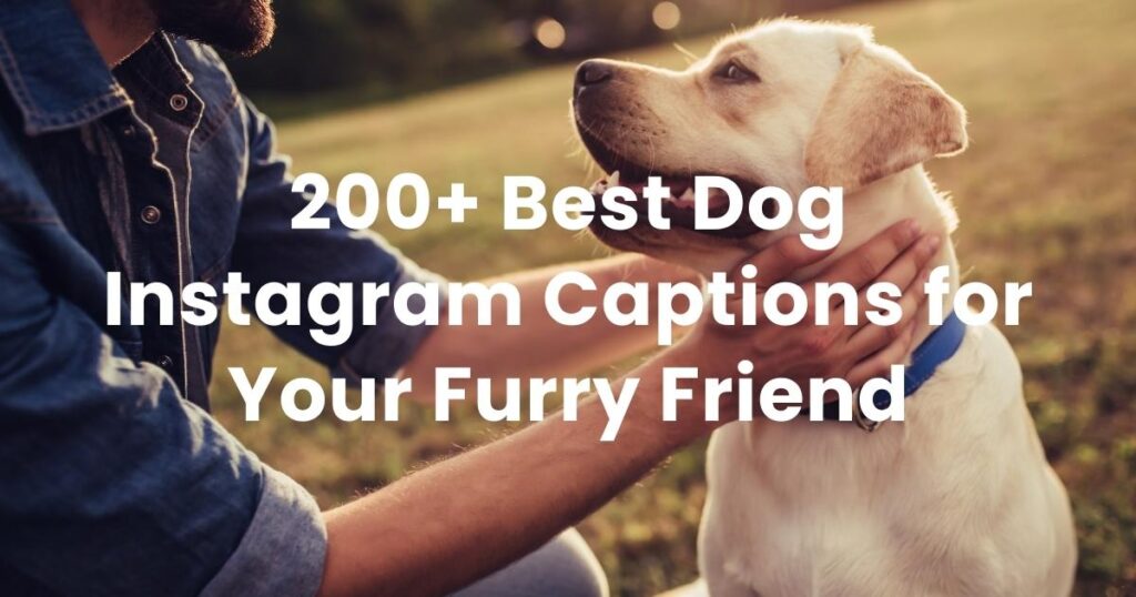 200+ Best Dog Instagram Captions for Your Furry Friend