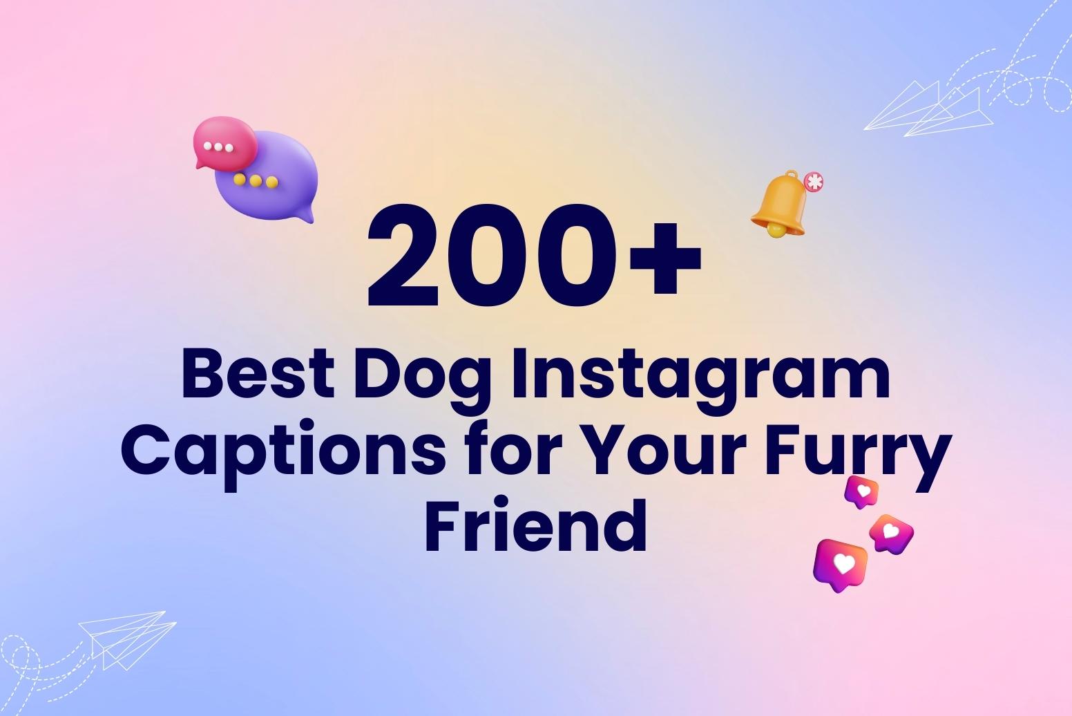 200+ Best Dog Instagram Captions for Your Furry Friend