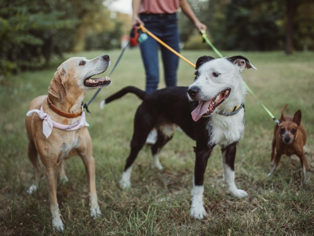  a dog walker walking three dogs of different breed