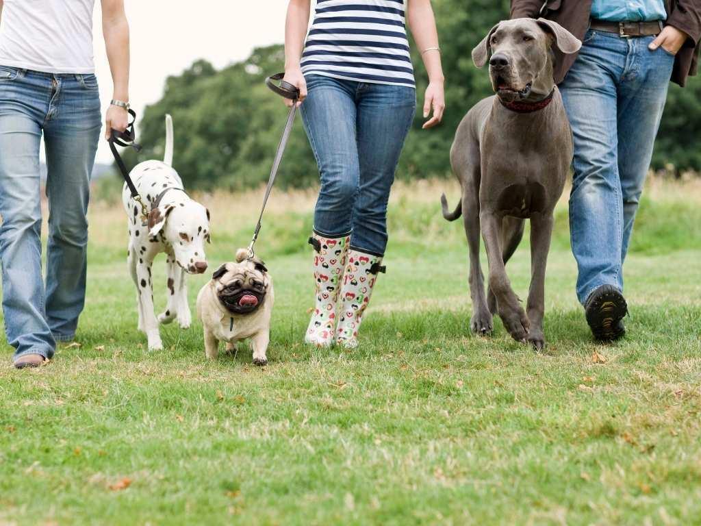 A group of people walking their dogs side by side on a scenic pathway, with leashes in hand. The dogs vary in size and breed, some trotting energetically while others stroll calmly. The atmosphere feels lively and social, with the owners engaged in light conversation as they enjoy the walk.

