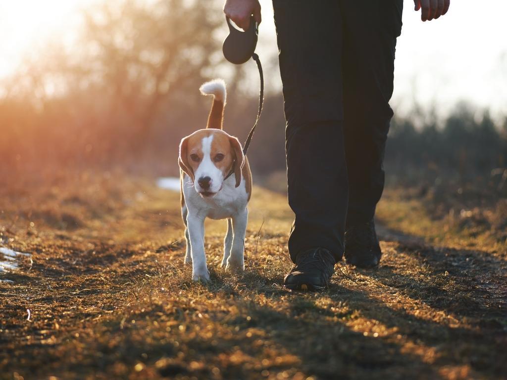 a man walking his dog