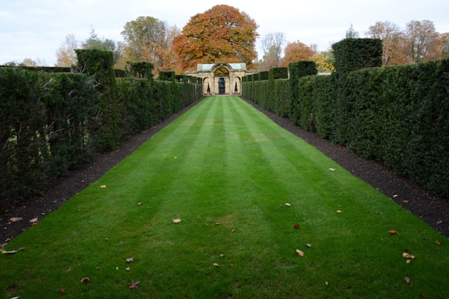 Pristine grass mowed. in straight lines by a professional